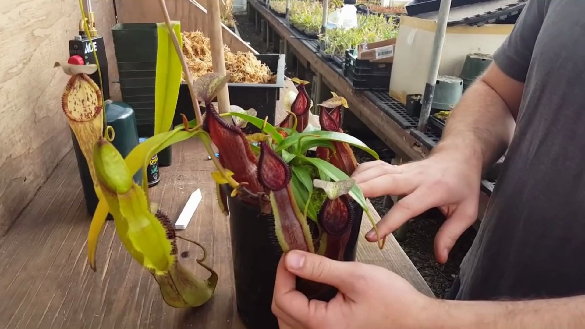 猪笼草 扦插繁殖完美攻略 (自译)_哔哩哔哩 (゜-゜)つロ 干杯~-bili