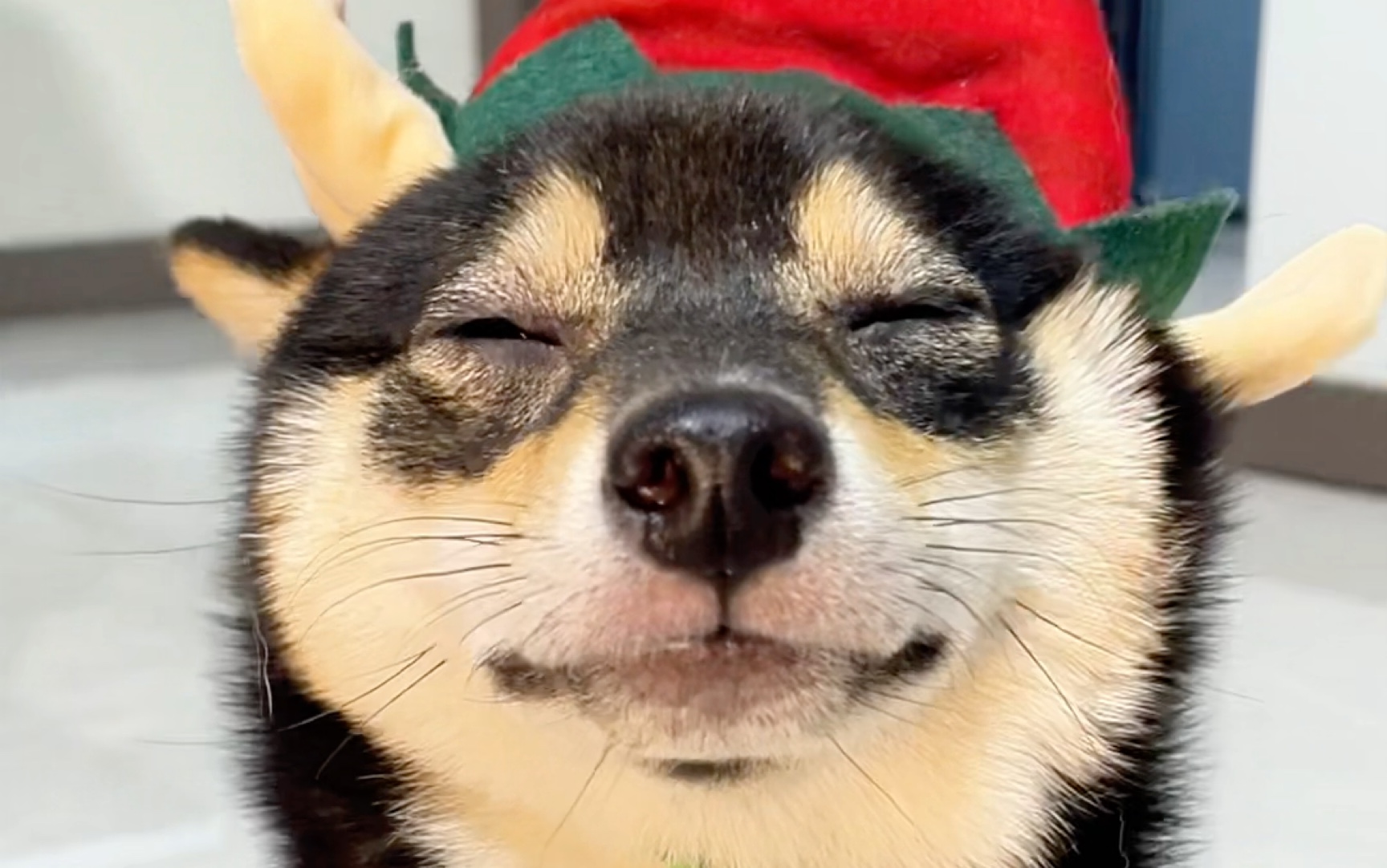 为啥戴帽子以后猥琐了好多090909#没人拒绝得了小狗狗 #圣诞节