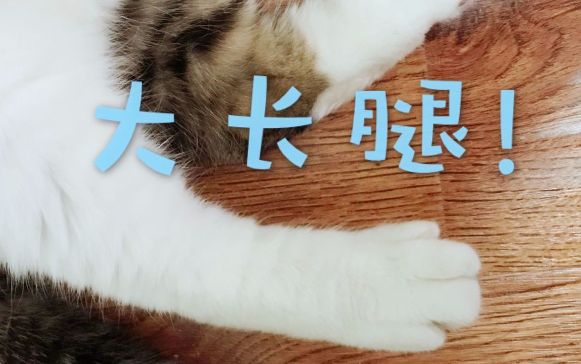 小猫咪舔舔舔舔舔的真香呀.诶?声音咋不对