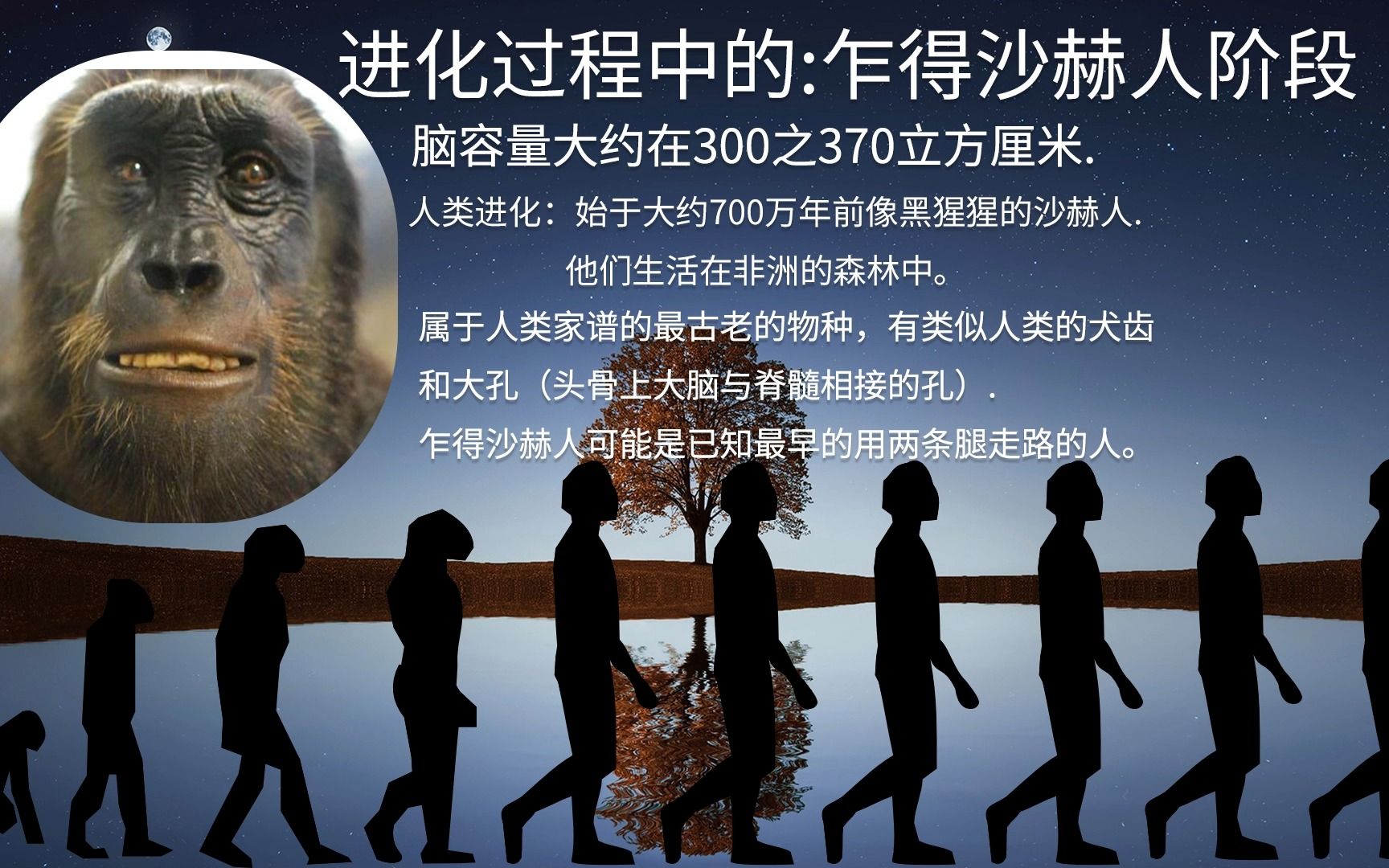 人类起源从什么时间开始, 人类进化过程中主要的几个阶段,更像人类的