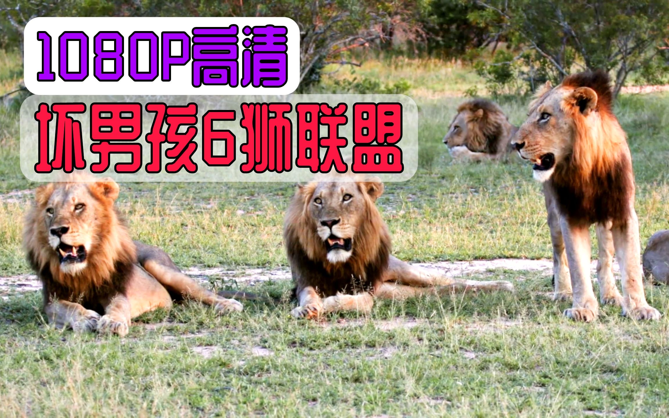 "t先生"地盘失守 被迫回老领地求助 4雄狮不计前嫌支援东征