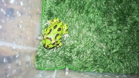 3 4cm的黄金角蛙吃食和脱皮篇 哔哩哔哩 つロ干杯 Bilibili