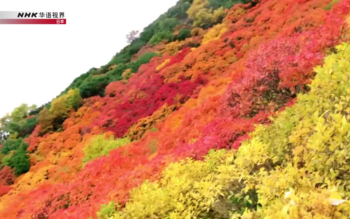 [图]【原生北海道！】秋天的大雪山系