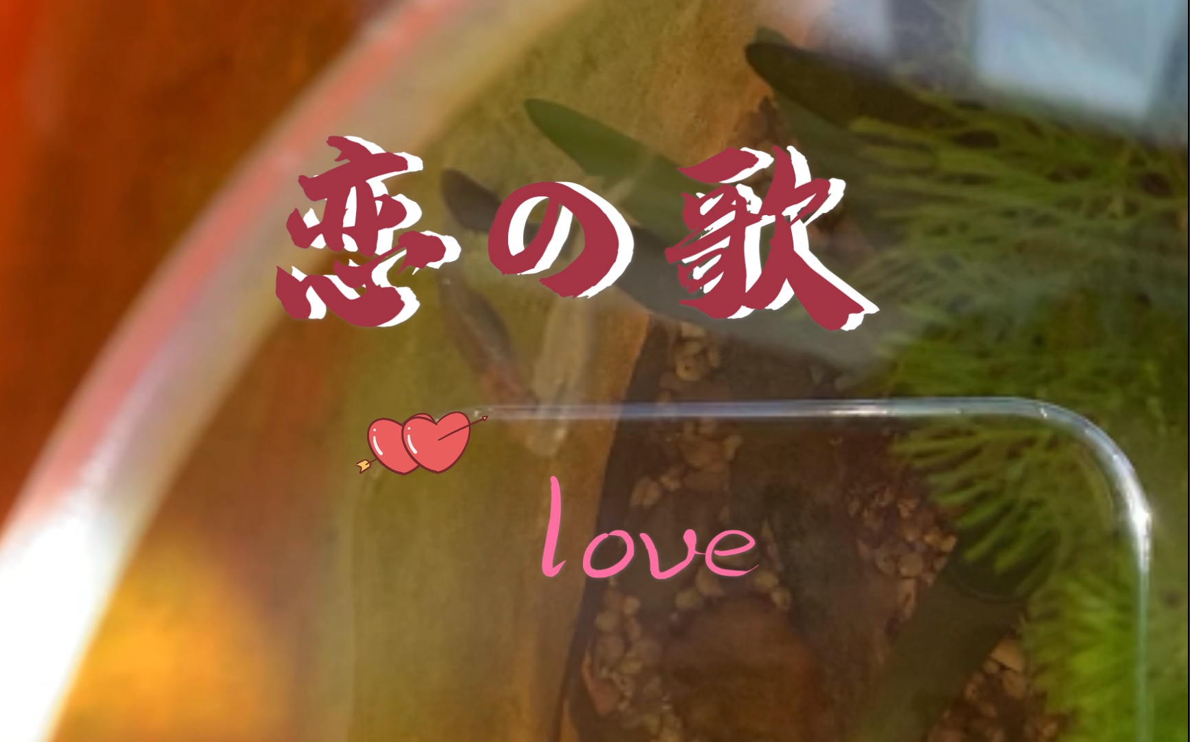 【观背青鳉】分享鱼片