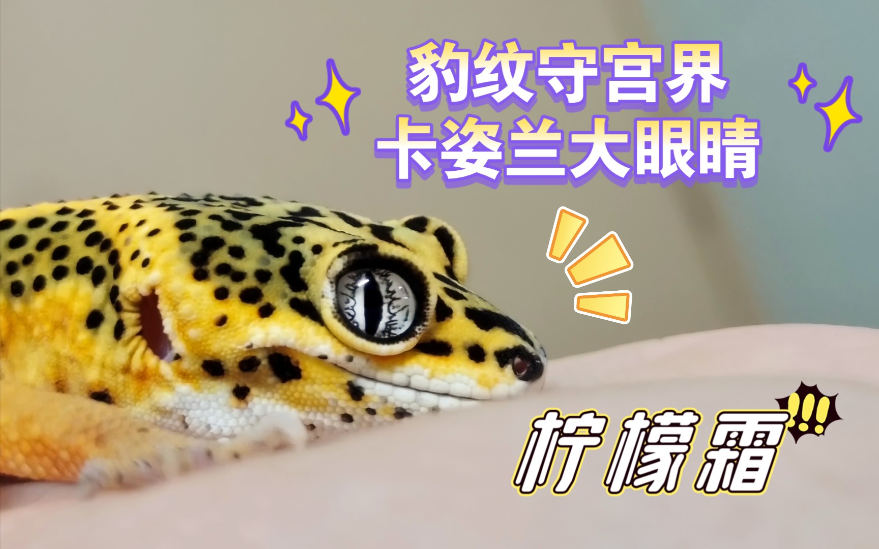 【豹纹守宫·剪辑】来看看卡姿兰大眼柠檬霜吧