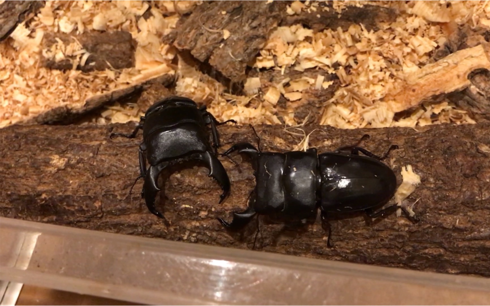 中量级决赛,85mm苏门答腊巨扁 vs 80mm牛头扁锹