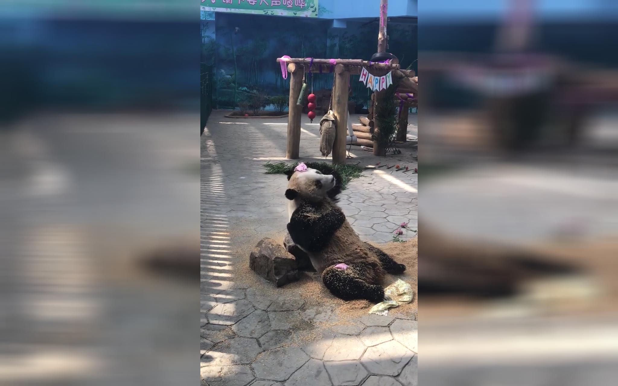 [图]熊猫浦浦去了东北后最喜欢拆院 东北人敢怒不敢言 还要伺候着