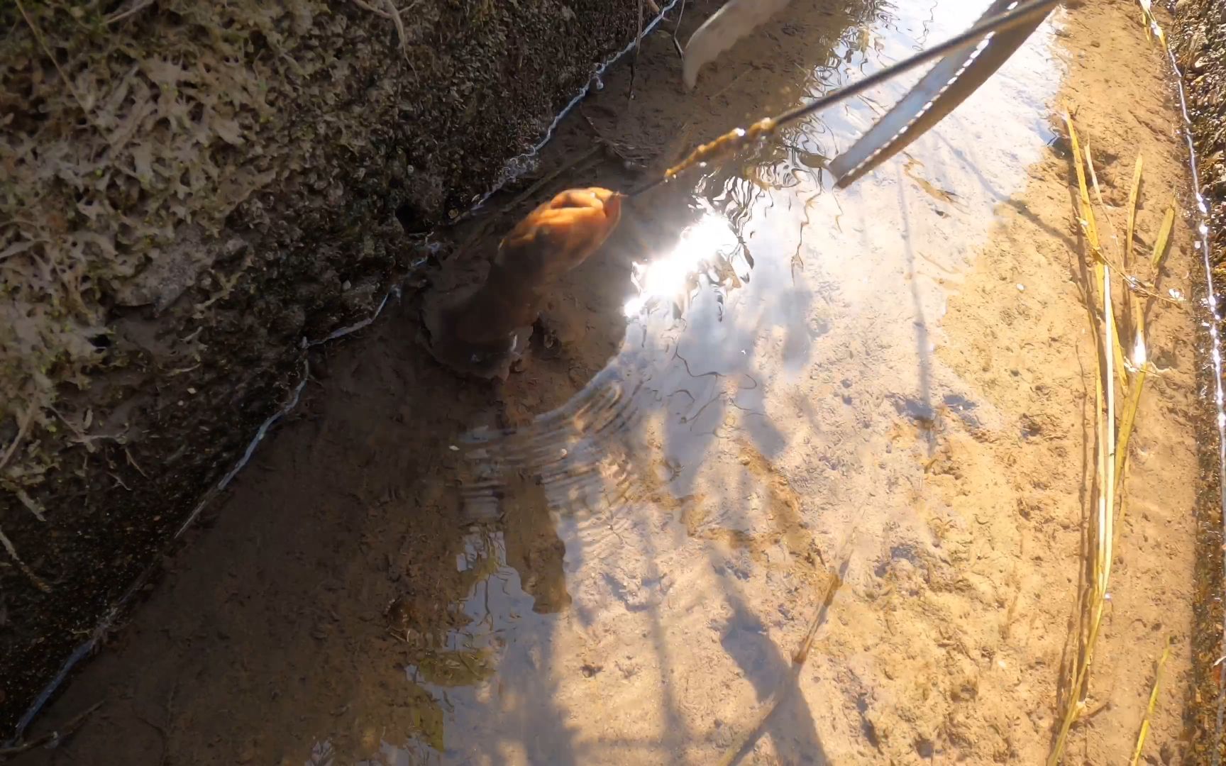 两小伙上山找黄鳝洞,差点让大货跑了.