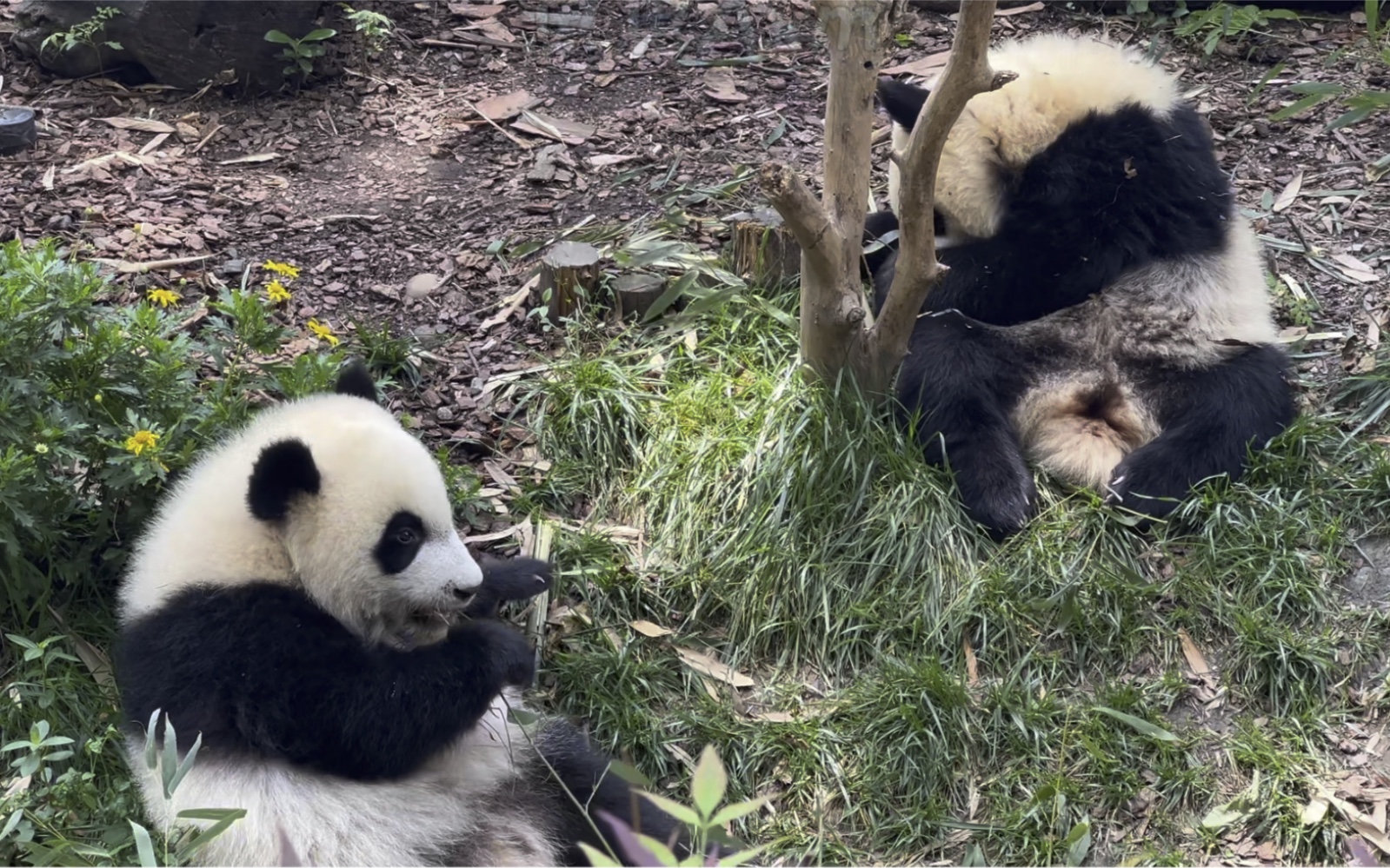 雅颂熊猫图片