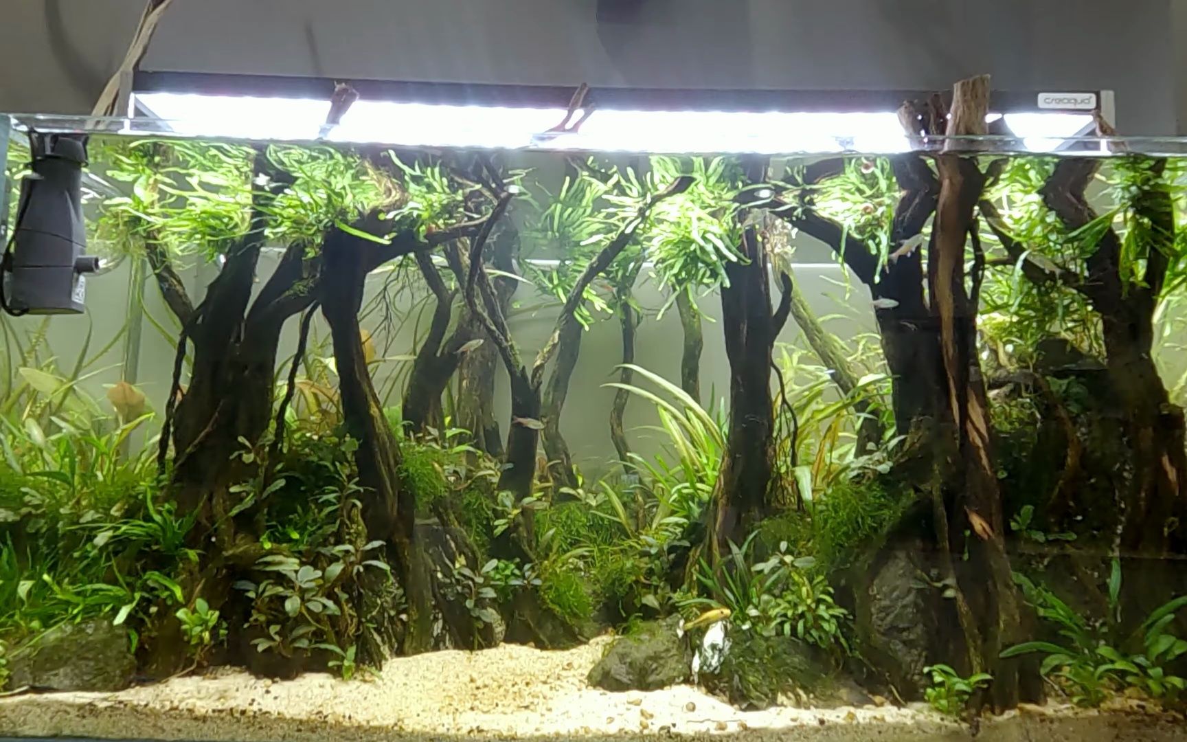 参观植物水族馆画廊  土耳其 Nature Inn Aquascaping 画廊哔哩哔哩bilibili