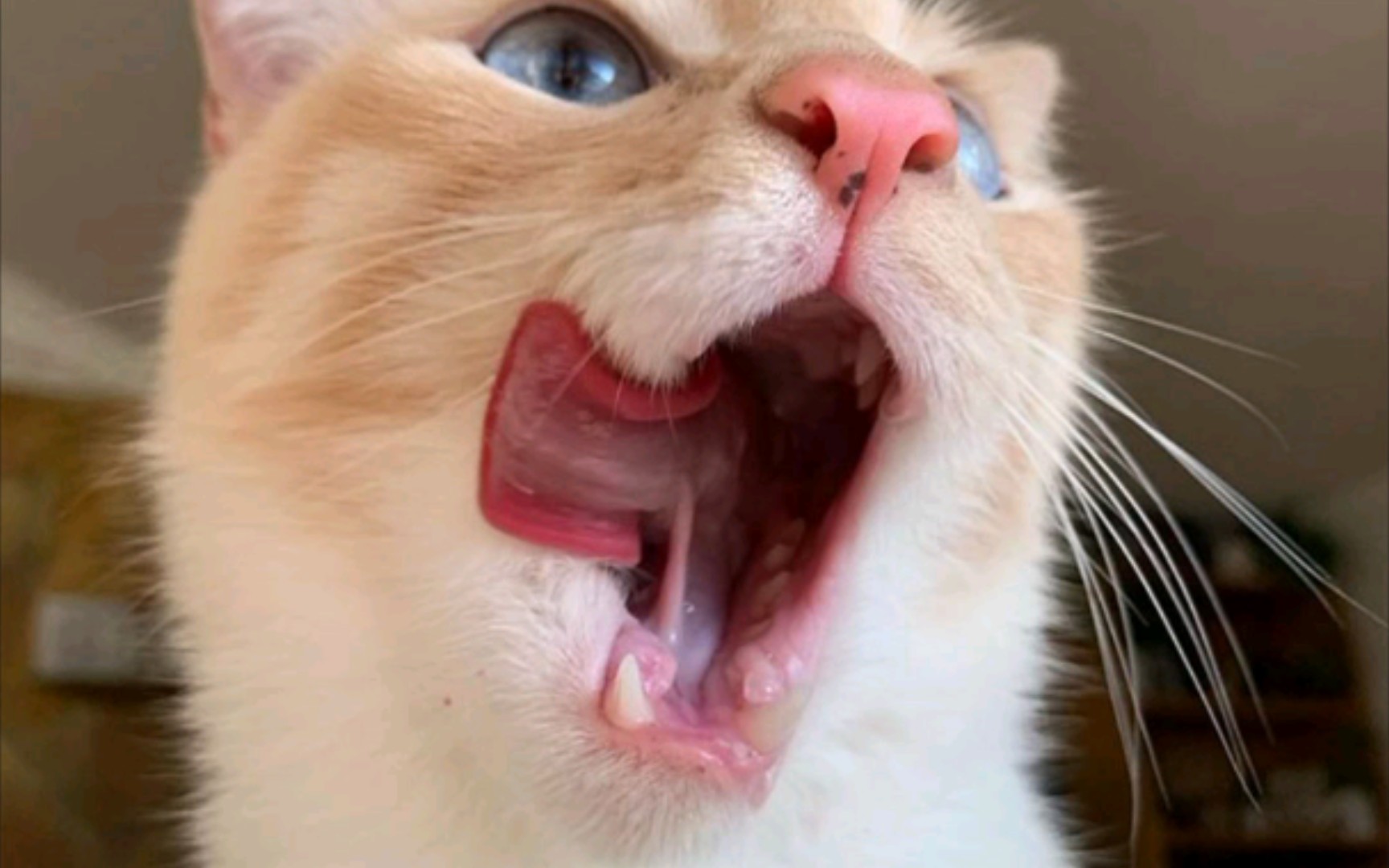 【搞笑网图】你也想起舞吗?