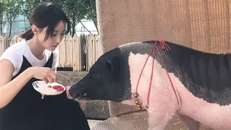 【林鹏】从巴掌大到200斤 女艺人林鹏的奇葩养猪记