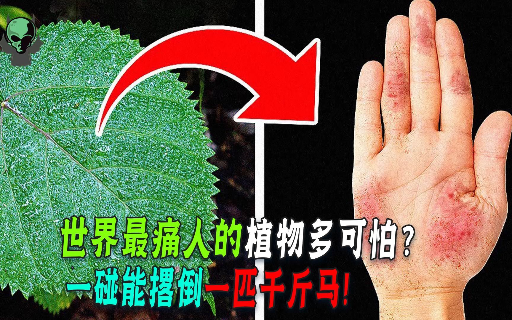 金皮树为啥叫自杀树?碰一下撂倒一匹马!英国想用它做生化武器!哔哩哔哩bilibili