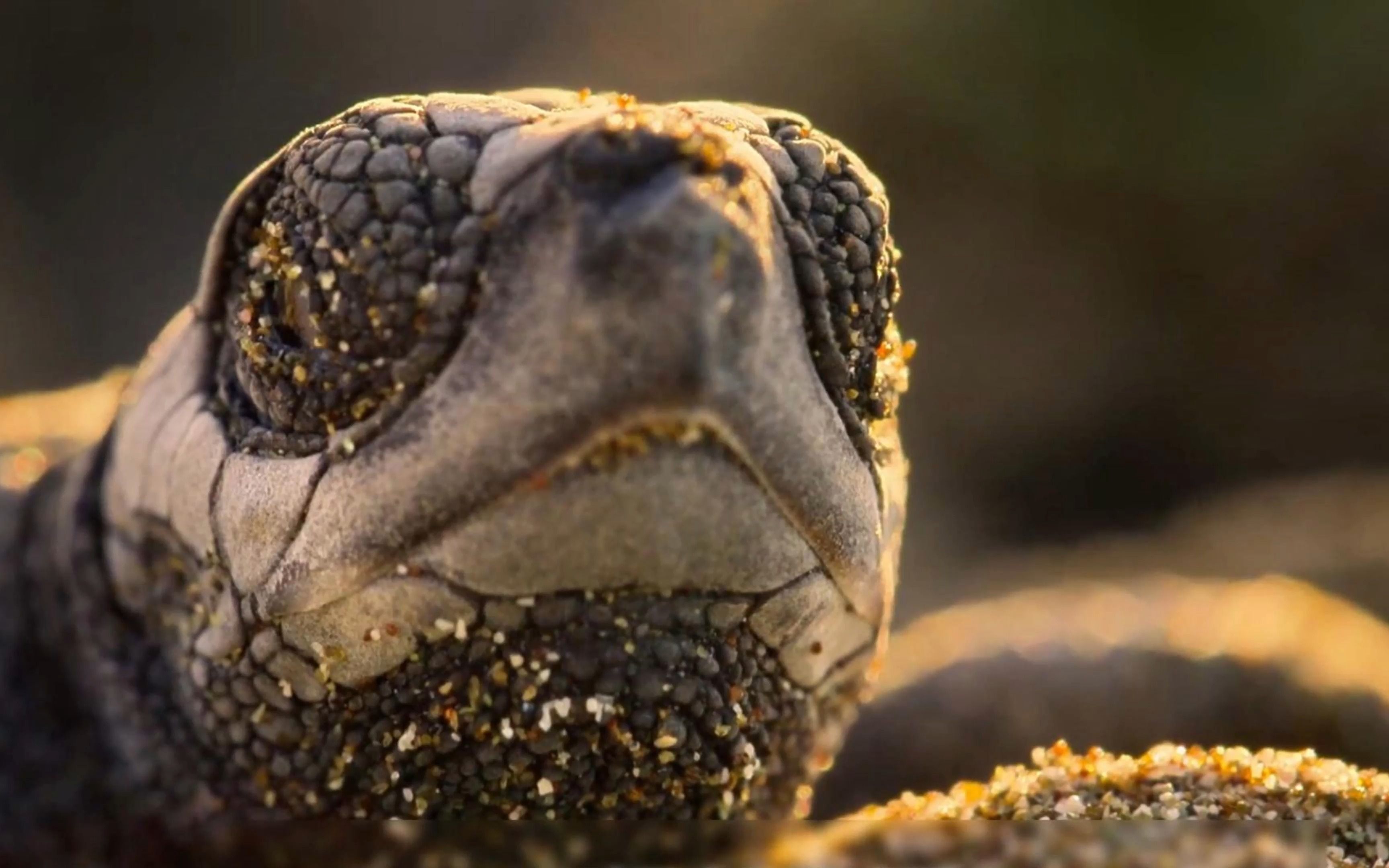 野生动物宝宝-海龟宝宝1