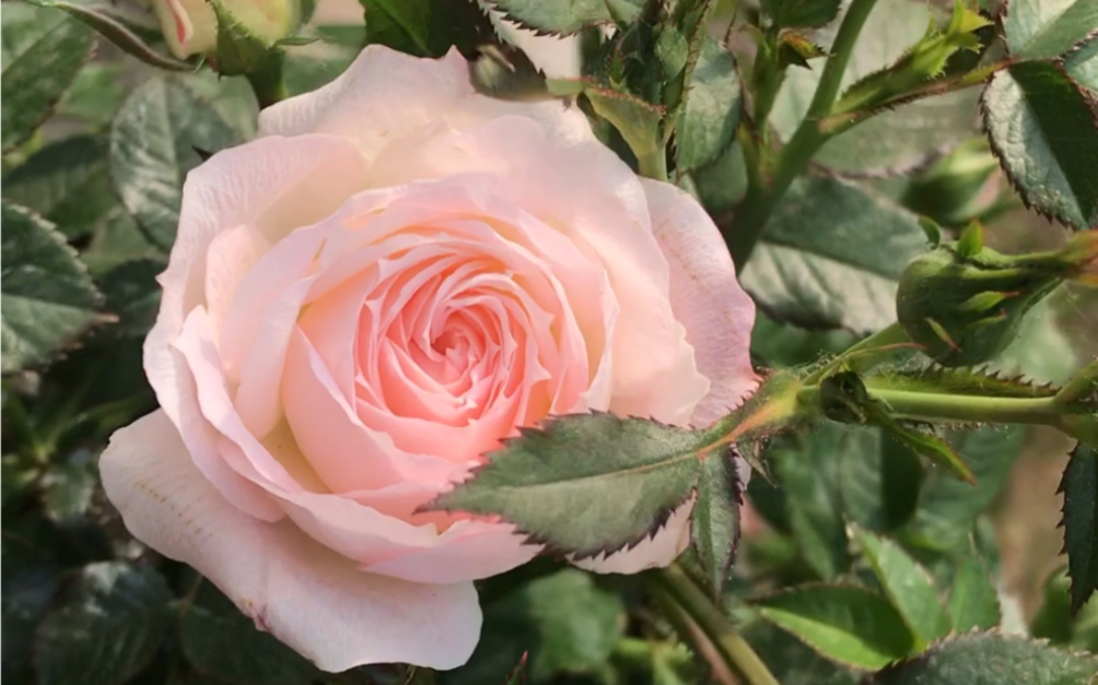 白桃妖精月季春天的表现不错,遗憾花苞没长成桃子形状.