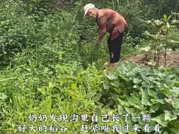 下载视频: 奶奶发现沟里自己长了一颗稻谷，可高兴了