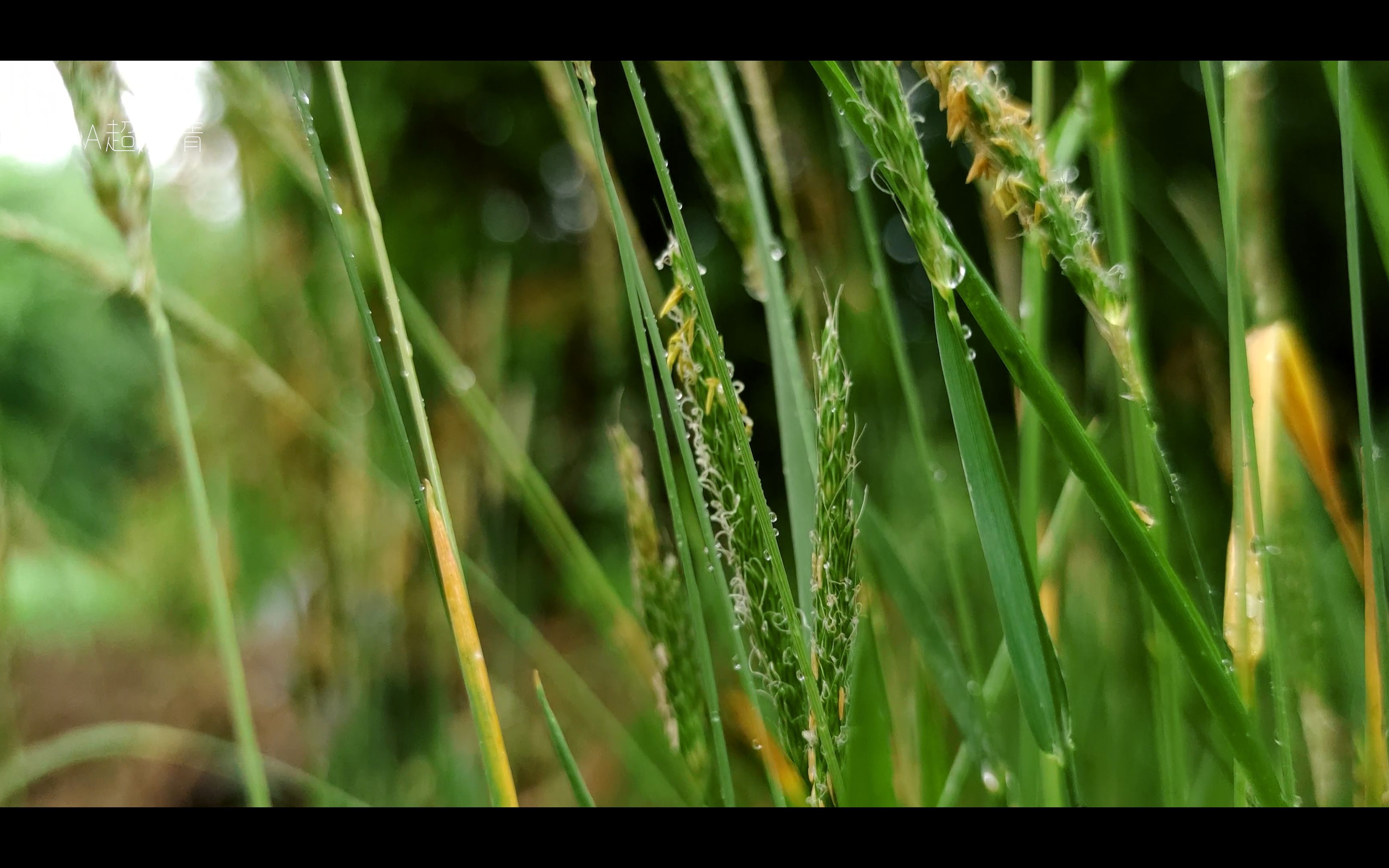 4k手机摄影 天降甘霖 世界都透亮了 空气质量直线飙升沁人心脾