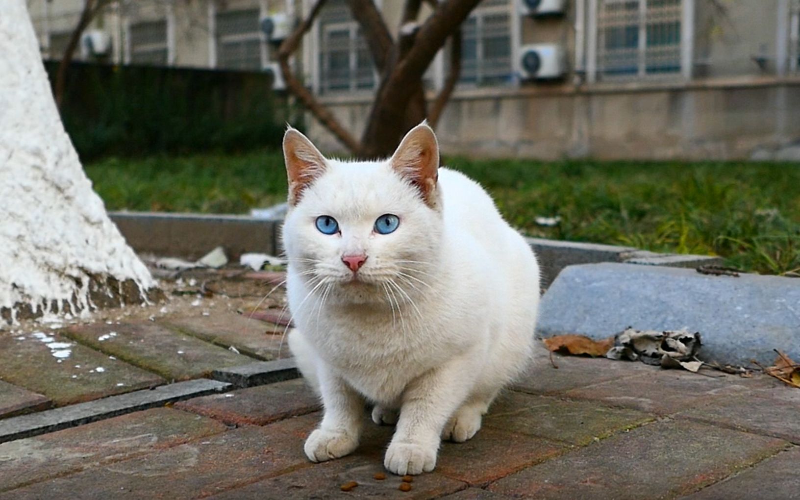 蓝眼白猫500元图片