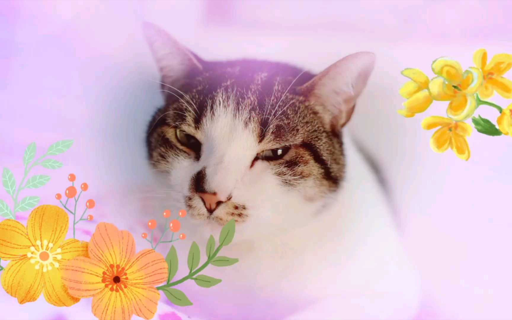 小可爱小猫咪萌宠呆萌呆萌小萌萌