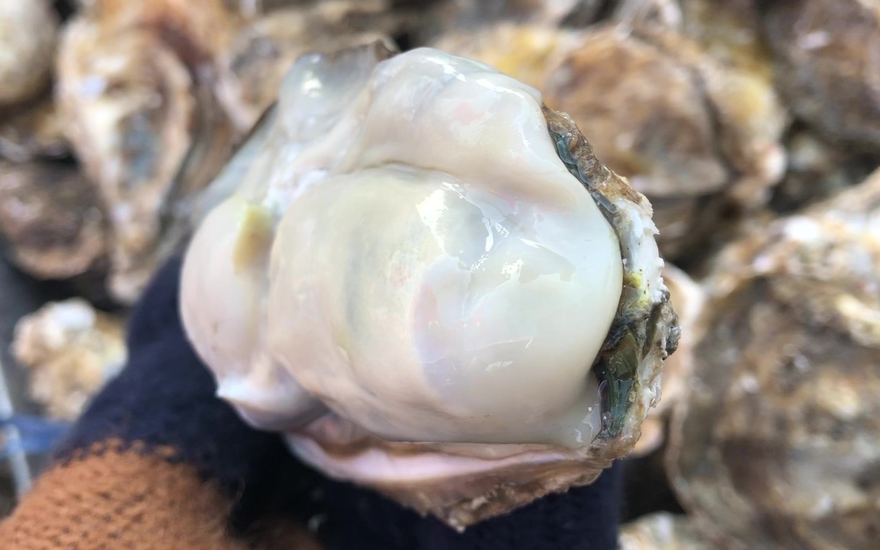 野生蚝长满海岛礁石,二哥趟深水来挖宝,这么多生蚝够吃几个月了_哔哩