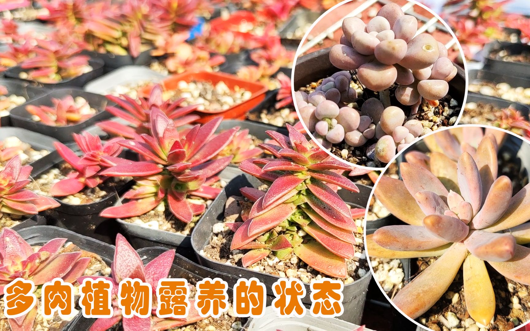 花生地露养的多肉植物,经受雨水烈日考验,你的多肉为啥养不活?