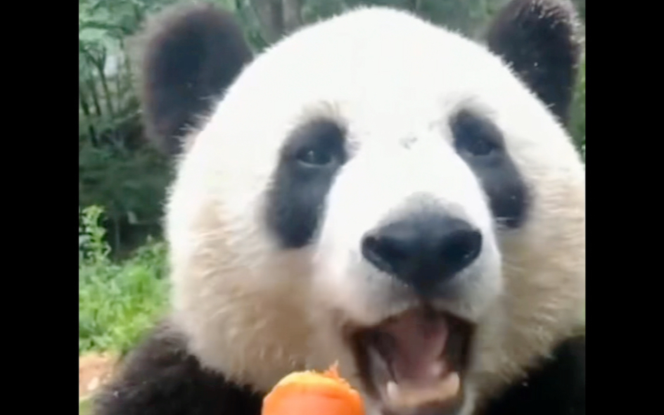 熊猫吃东西超级可爱的