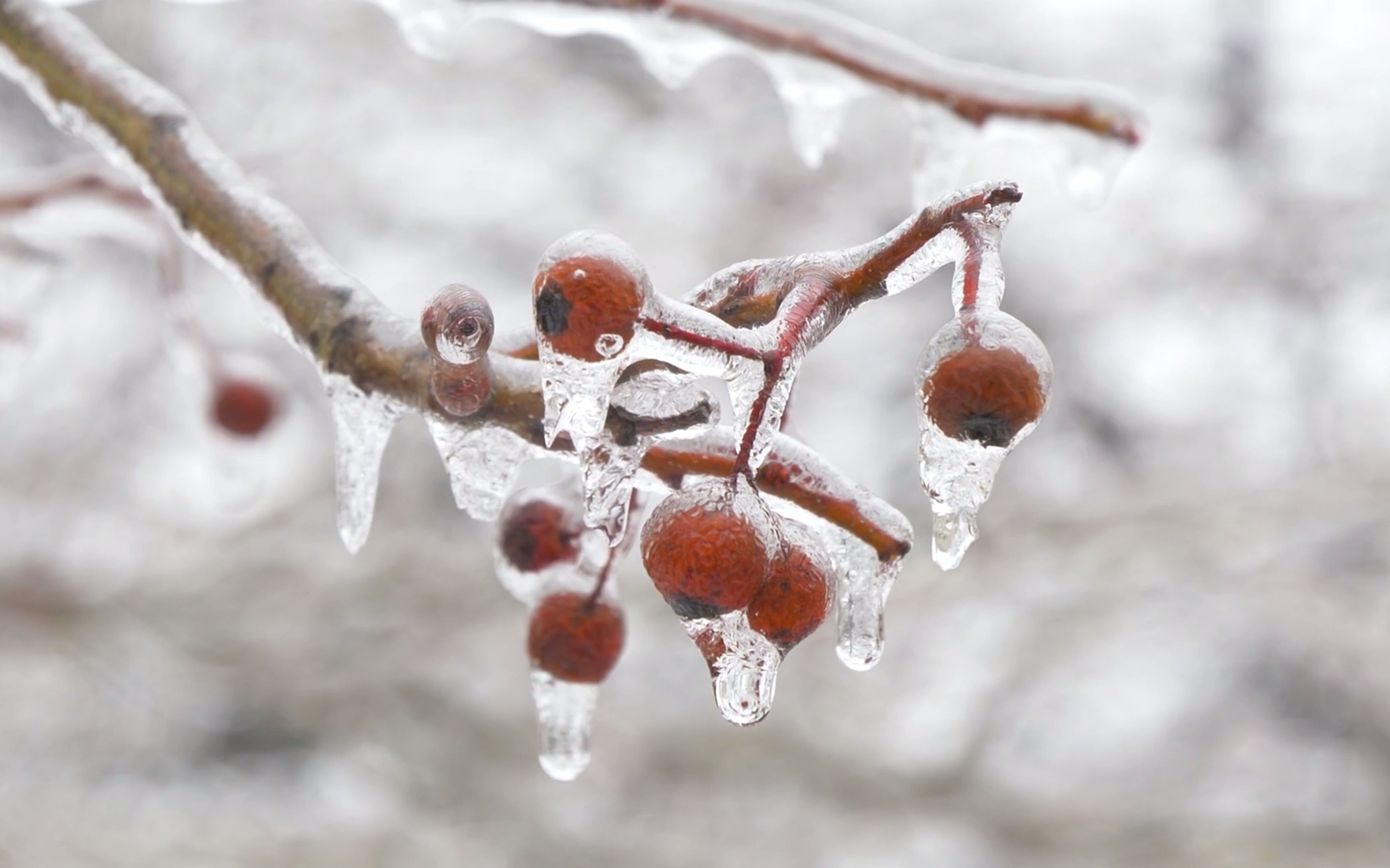 [图]——"北国风光,千里冰封,万里雪飘"