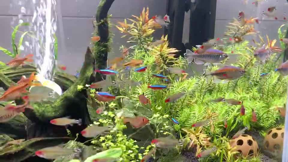 宝莲灯,红鼻剪刀,刚果美人,玫瑰扯旗,樱桃灯混养