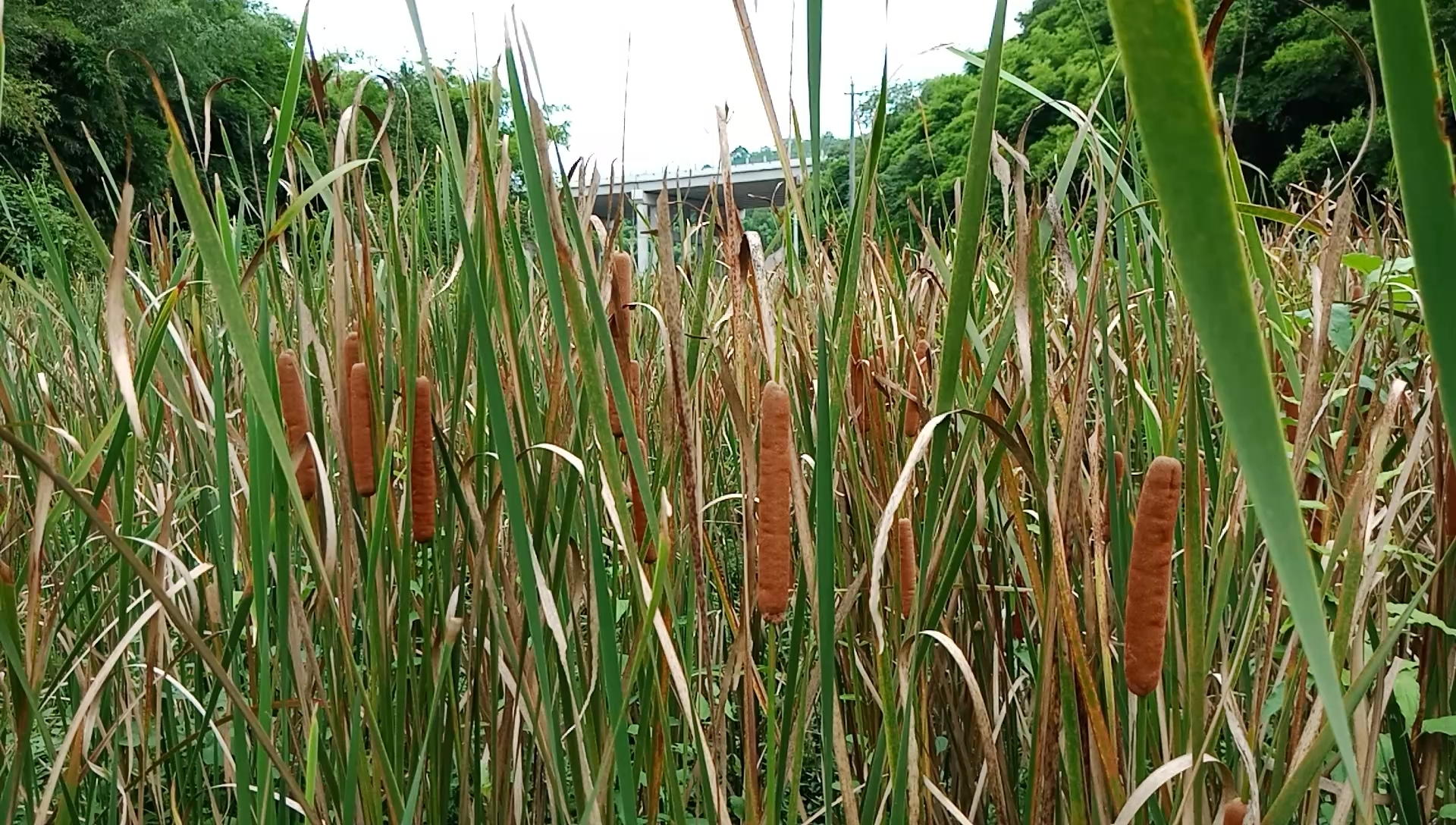 骑行路上发现一大片猫尾草(香蒲)!