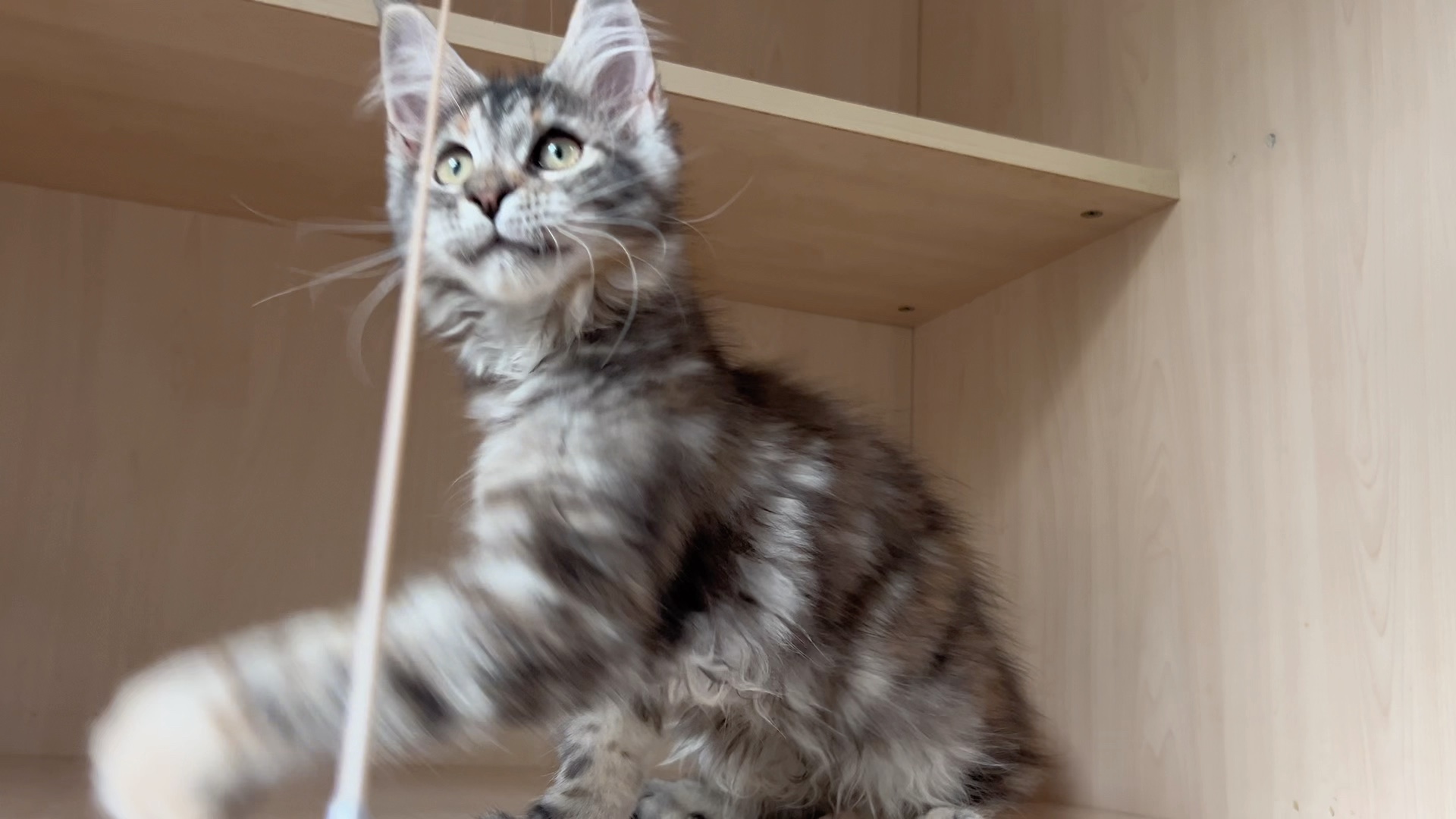 非常秀气的银三花缅因猫妹妹～性格超级好又粘人的小家伙