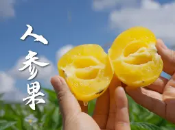 Descargar video: 等了一年的人参果终于来了！云南石林树上熟的黄果，汁多水甜，和白果完全不是一个口感！