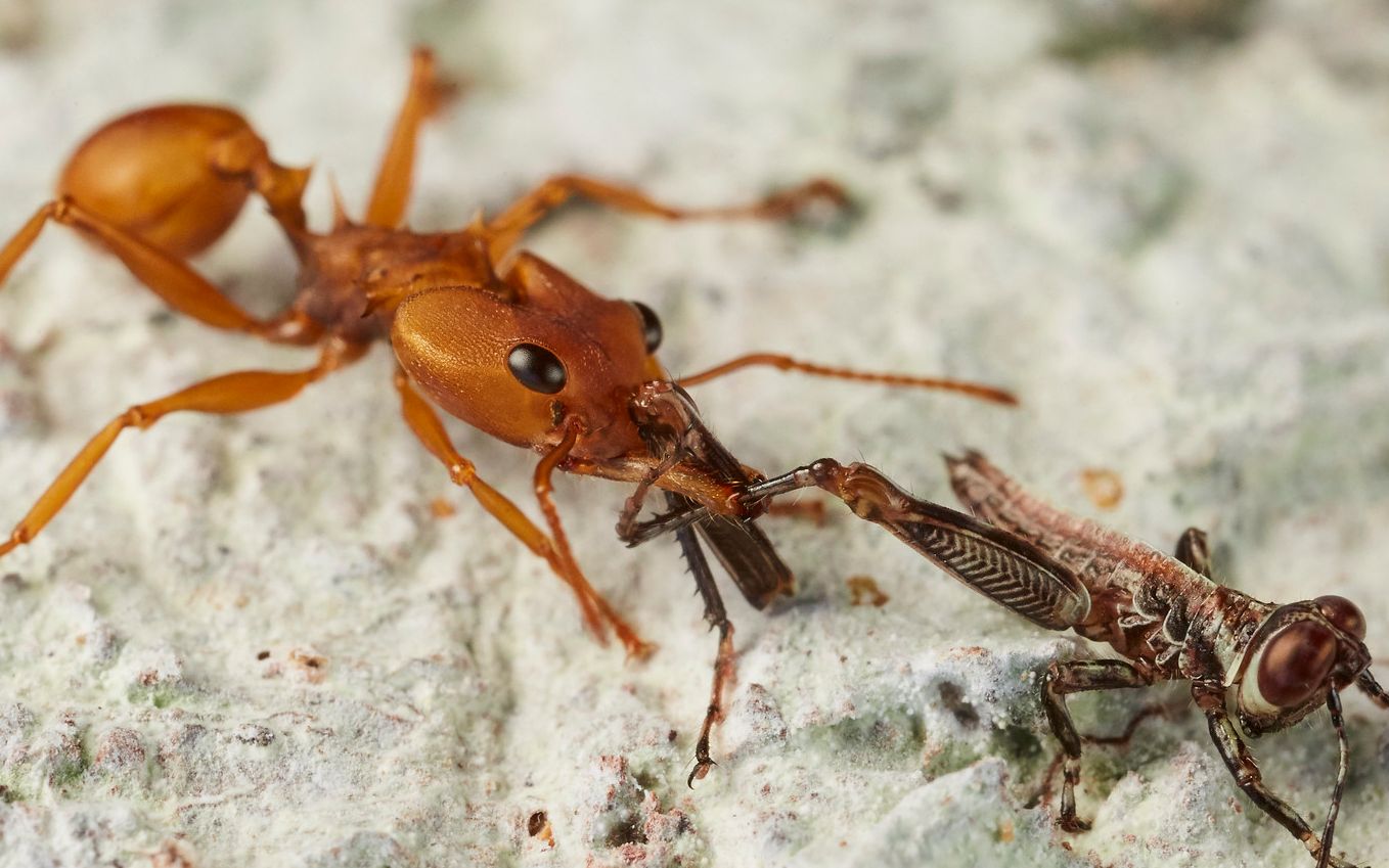 武装毒针蚁捕食苍蝇 daceton armigerum_哔哩哔哩 (゜-゜)つロ 干杯