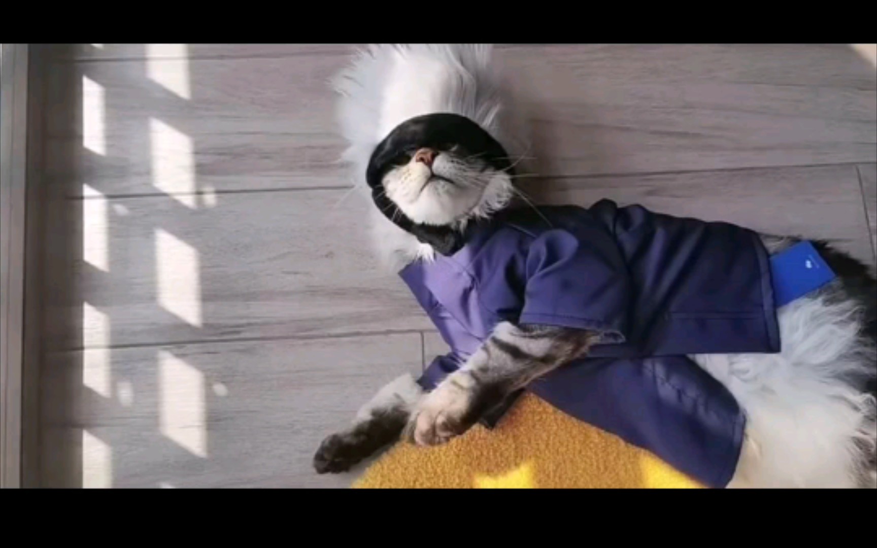 鸡掰五条猫代餐