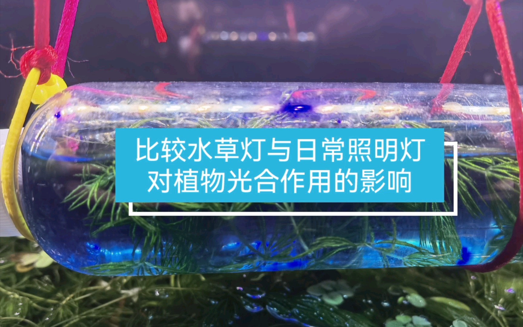 比较水草灯与照明灯对植物光合作用的影响哔哩哔哩bilibili