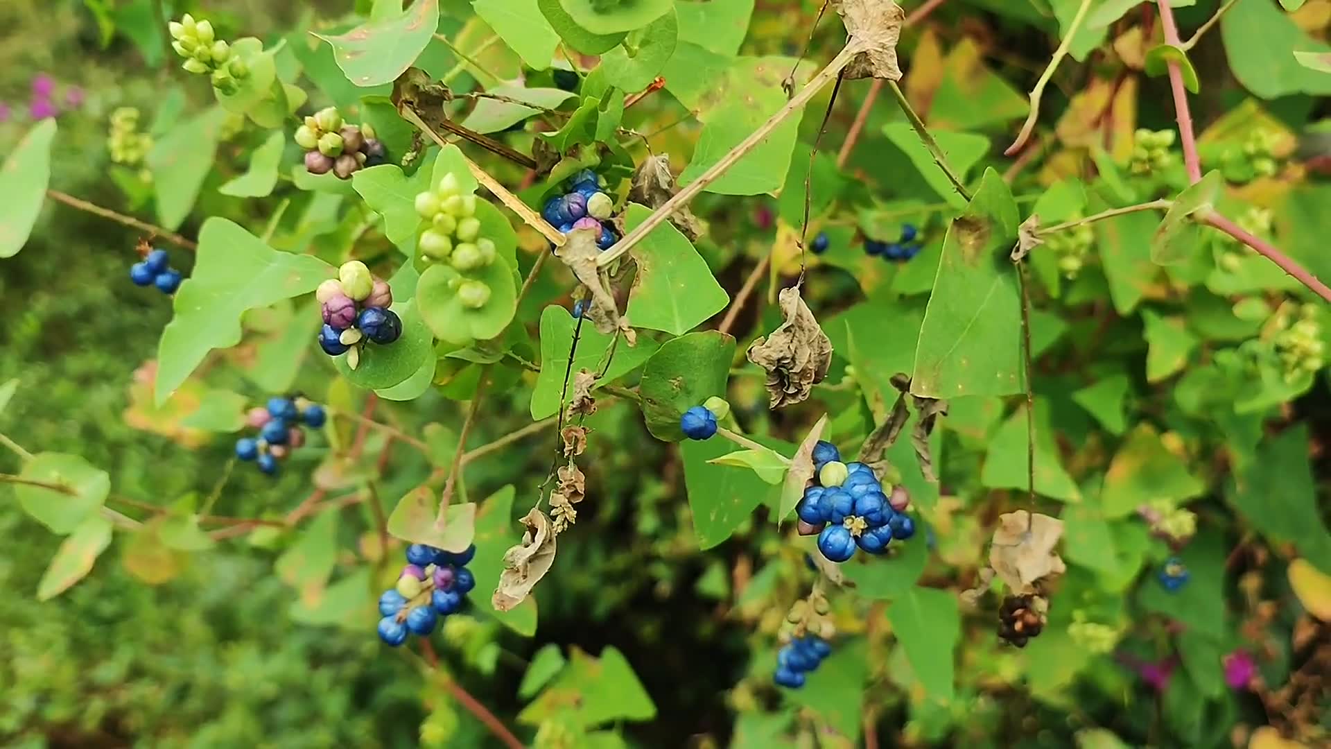 蛇倒退草药功效图片