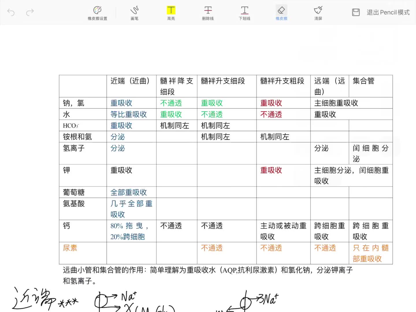 【电锯妹妹】一文搞懂西医综合肾脏重吸收哔哩哔哩bilibili