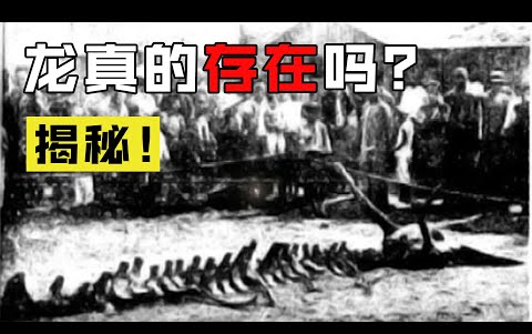 龙的尸骨被找到?详细揭秘1934年“营口坠龙事件”!「搬运马英气」哔哩哔哩bilibili