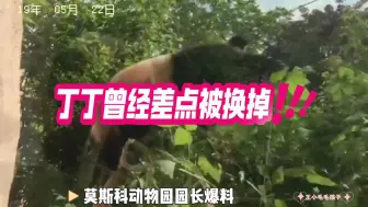 Download Video: 莫斯科动物园园长爆料旅俄大熊猫丁丁曾经差点被换掉