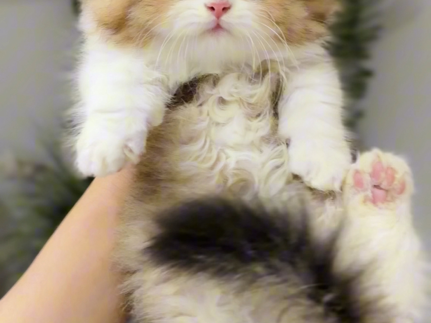 天花板级拿破仑矮脚猫长啥样