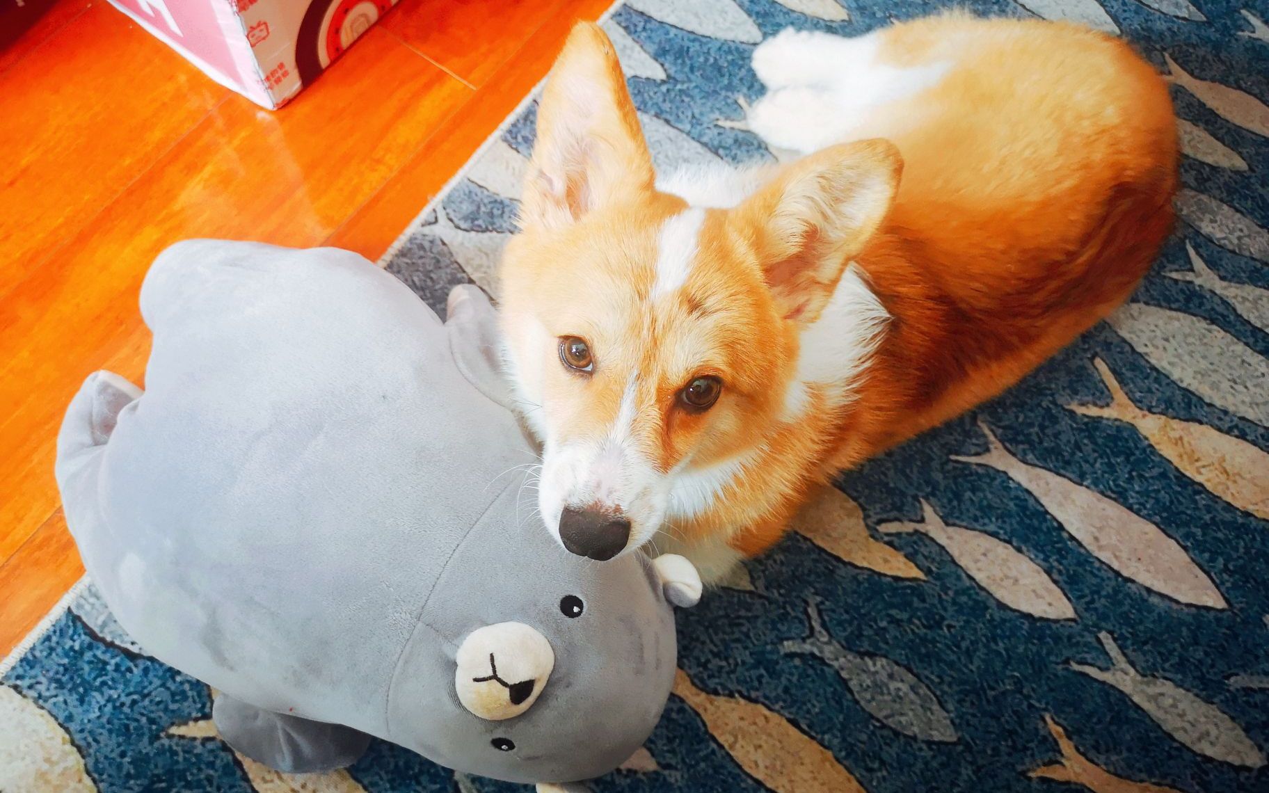 祝大家520快乐一只小moco表示单身狗的他求抱抱ω79