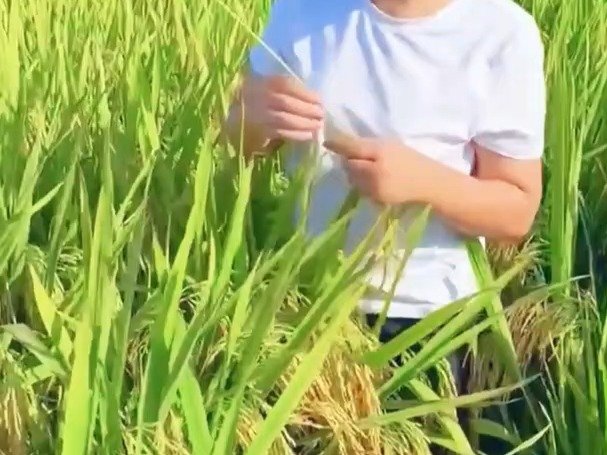 穗子大, 产量高,抗倒强,熟期好,江淮之间油菜直播,麦茬机插,亚两优丝苗,亚华水稻国审,大穗,高产中稻种植,早熟抗倒哔哩哔哩bilibili