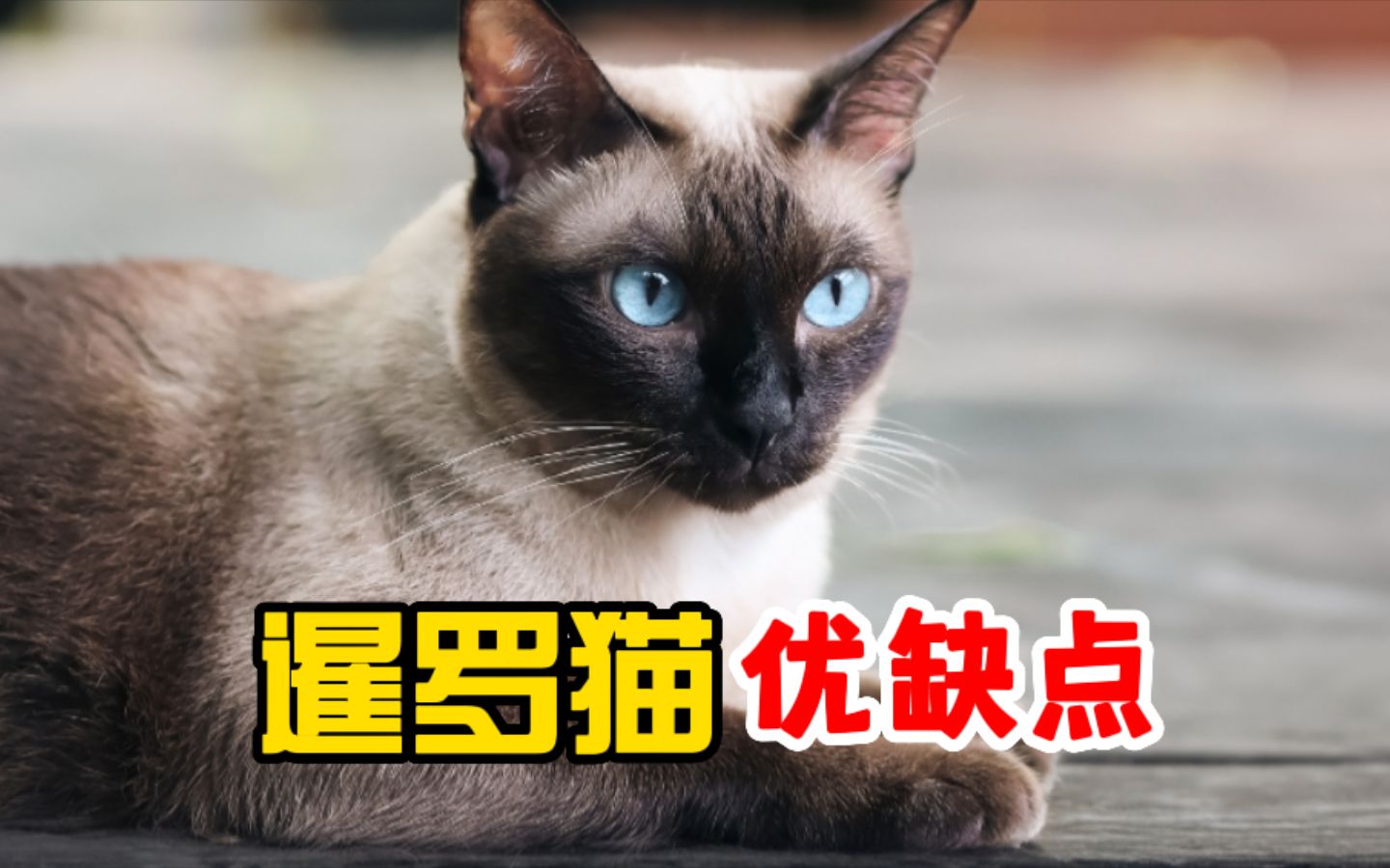 暹罗猫值得养吗?看完它的优缺点你就知道了!哔哩哔哩bilibili