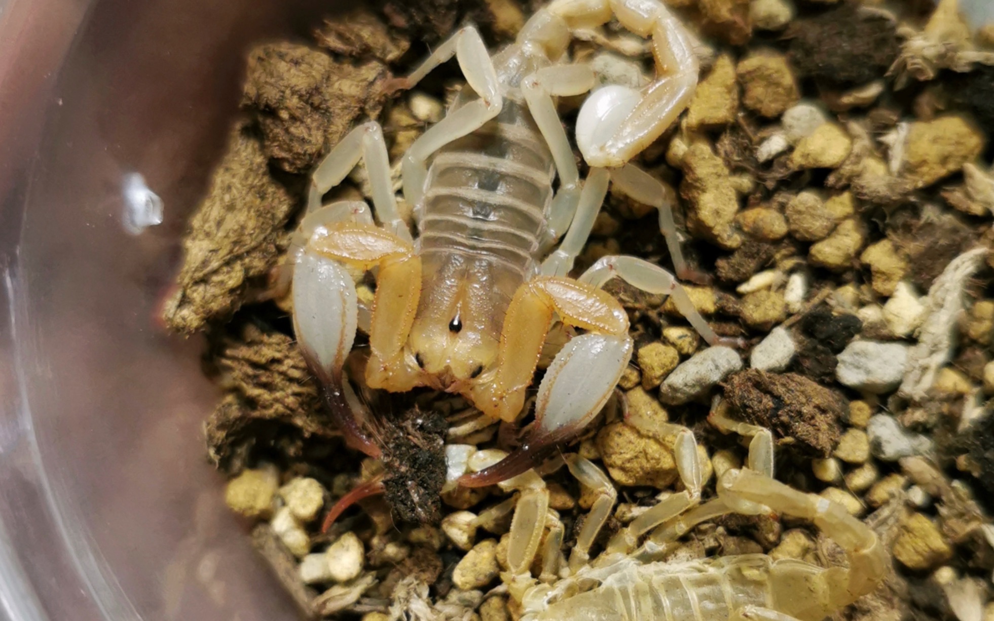 【蝎子喂食】一些国产类蝎属(琵蝎)种类-咸鱼通-咸鱼通-哔哩哔哩视频
