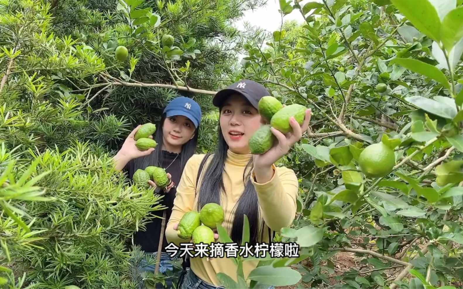 实地采摘超大个的香水柠檬,实现柠檬自由,准备回去自制手打柠檬茶!哔哩哔哩bilibili