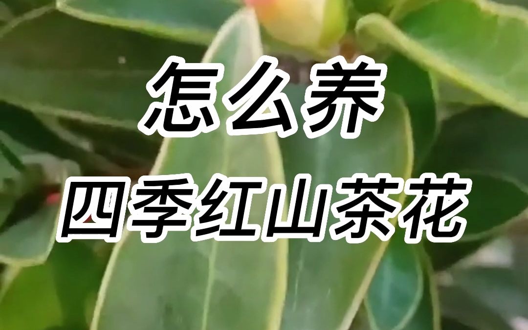 [图]牢记3点轻松学会四季红山茶花养护方法