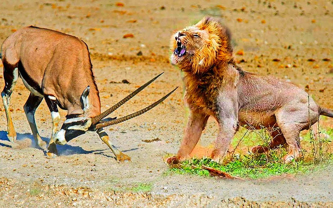 狮子偷袭羚羊,直接把羚羊摁倒在地,下一秒羚羊却起身追打狮子!