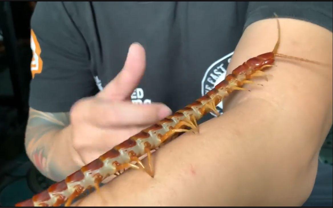 [图]VietNam Reptiles_Rết Khổng lồ- Giant Centipede Phần cuối