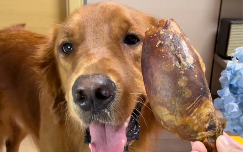 小狗今天吃牛蛋蛋