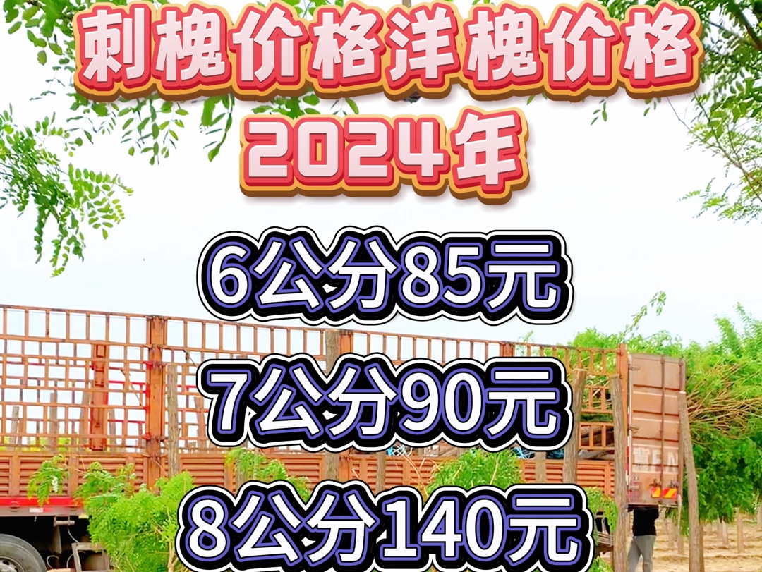 2024年刺槐价格洋槐价格哔哩哔哩bilibili