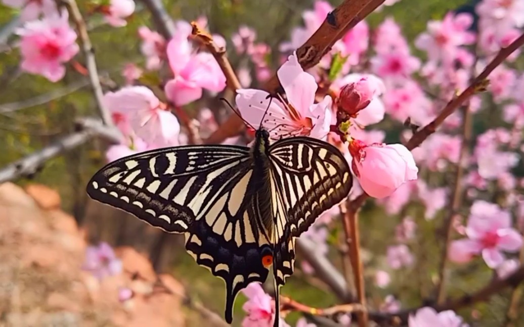 华为超级慢动作拍春天